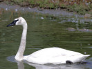  Trumpeter Swan (WWT Slimbridge August 2010) - pic by Nigel Key